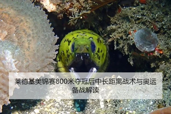莱德基美锦赛800米夺冠后中长距离战术与奥运备战解读