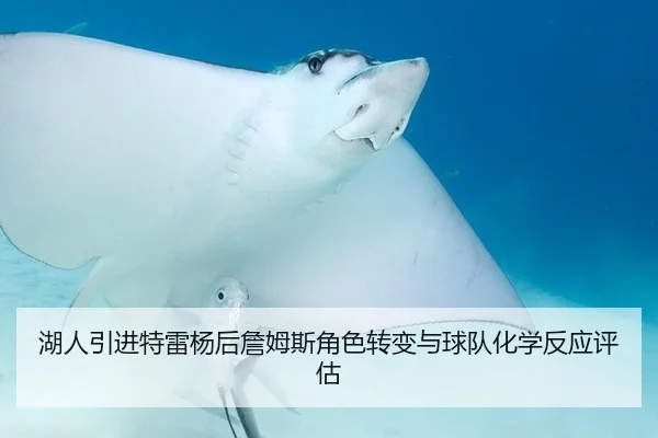湖人引进特雷杨后詹姆斯角色转变与球队化学反应评估